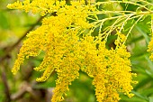 Goldenrod, Solidago Goldenmosa, flowers