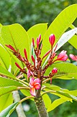 Red Plumeria, Plumeria rubra Nebels Rainbow, flowers