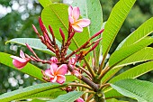 Red Plumeria, Plumeria rubra Nebels Rainbow, flowers