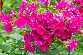 Fall phlox, Phlox paniculata Kirchenfuerst, flowers