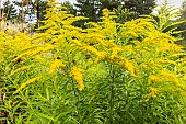 Goldenrod, Solidago Goldenmosa, flowers