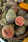 Harvesting beets (Beta vulgaris) in a basket