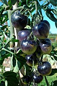 Black tomatoes (Solanum lycopersicum) on plant