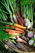 Different varieties of Carrots (Daucus carota) and Turnips (Brassica rapa), garden vegetables