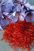 Saffron (Crocus sativus), flowers and stigmas, spice