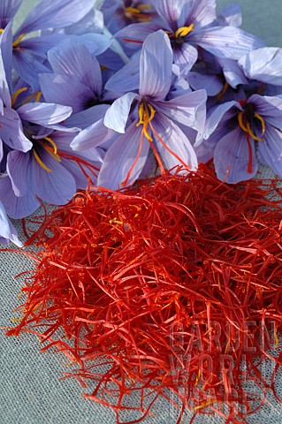 Saffron_Crocus_sativus_flowers_and_stigmas_spice