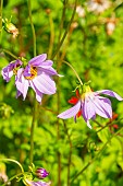 Tree Dahlia, Dahlia imperialis, flowers