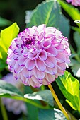 Pompon dahlia, Dahlia Franz Kafka, Breeder : Maarse (NDL)1974, flower