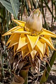 Chinese dwarf banana (Musella lasiocarpa), flower-like pseudostem, Gard, France