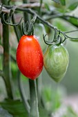 Cherry tomato Trilly