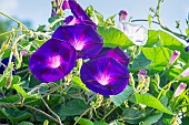 Tall Morning Glory, Ipomoea purpurea Grandpa Otts, flowers