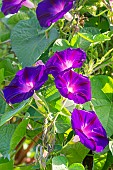 Tall Morning Glory, Ipomoea purpurea Grandpa Otts, flowers