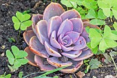 Echeveria gibbiflora Gloire de Nuremberg