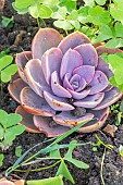 Echeveria gibbiflora Gloire de Nuremberg