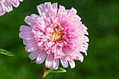 China Aster, Callistephus chinensis Super Princess Melange, flower