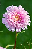 China Aster, Callistephus chinensis Super Princess Melange, flower