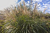Chinese Silvergrass, Miscanthus sinensis David