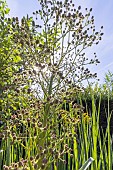 Giant Sea Holly, Eryngium pandanifolium