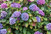 Drought stress on flowering Bigleaf hydrangea (Hydrangea macrophylla), Cotes-dArmor, France