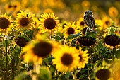 Little owl (Athena noctua) perched on a sunflower (Helianthus annuus), England