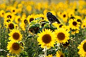 Little owl (Athena noctua) perched on a sunflower (Helianthus annuus), England