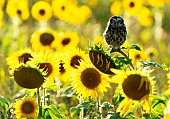 Little owl (Athena noctua) perched on a sunflower (Helianthus annuus), England