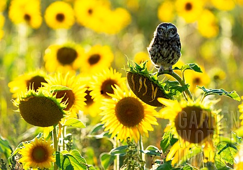 Little_owl_Athena_noctua_perched_on_a_sunflower_Helianthus_annuus_England