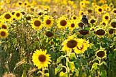 Little owl (Athena noctua) perched on a sunflower (Helianthus annuus), England