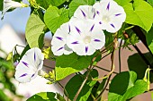 Common Morning-Glory, Ipomoea purpurea Festival, Flowers