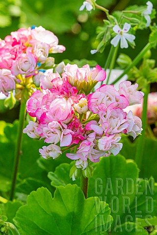 Zonal_Pelargonium_Apple_Blossom_Rosebud_flowers