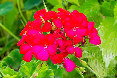 Zonal_Pelargonium_Horizon_Violet_flowers
