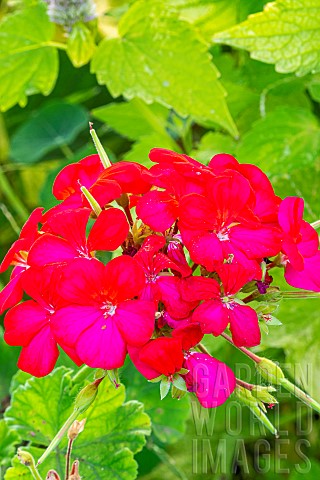 Zonal_Pelargonium_Horizon_Violet_flowers