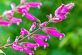Autumn Sage, Salvia involucrata Bethellii, flowers
