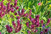 Canarian Sage, Salvia canariensis var. candidissima, Flowers