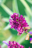 Canarian Sage, Salvia canariensis var. candidissima, Flowers