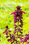 Scarlet sage, Salvia splendens Lighthouse Purple, Flowers