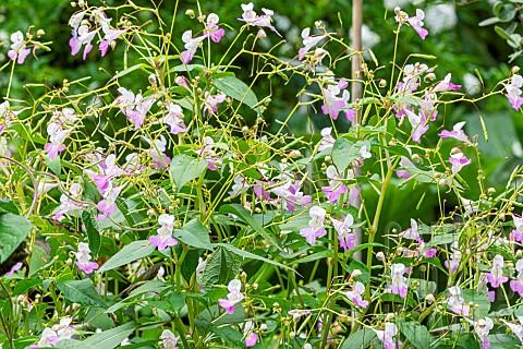 Himalayan_Balsam_Impatiens_glandulifera_Alba_flowers