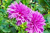 Decorative dahlia, Dahlia Lilac Time Breeder : Torrance (GBR) 1939, flowers