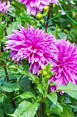 Decorative dahlia, Dahlia Lilac Time Breeder : Torrance (GBR) 1939, flowers