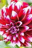 Decorative dahlia, Dahlia Contraste Breeder : Chevalier (FRA) 1957, flower