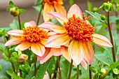 Anemone-flowered Dahlia, Dahlia Totally Tangerine Breeder : Swan island (USA) 2018, flowers