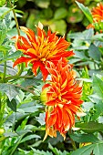 Decorative dahlia, Dahlia Feu Follet Breeder : Turc (FRA) 2009, flowers