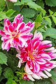 Dwarf bush dahlia, Dahlia Friandise Breeder : Turc (FRA) 2015, flowers