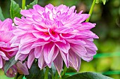 Decorative dahlia, Dahlia Blue Wish Breeder : Duyzer (NDL) 2004, flower