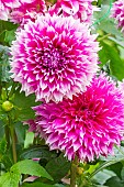 Decorative dahlia, Dahlia Orija Breeder: Balsevi?ius (LET) 2016, flowers