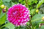 Decorative dahlia, Dahlia Orija Breeder: Balsevi?ius (LET) 2016, flower