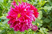 Decorative dahlia, Dahlia Rimbaud Breeder : Seguin (CAN) 2009, flower