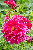 Decorative dahlia, Dahlia Rimbaud Breeder : Seguin (CAN) 2009, flower