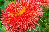 Decorative dahlia, Dahlia Le Feu du Soleil Breeder : Willott (GBR) 2010, flower