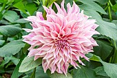 Decorative dahlia, Dahlia Café au Lait Breeder : Bruidegom (NDL) 1967, flower